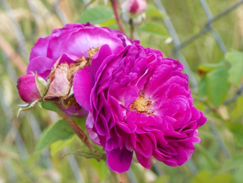 Erinnerung an Brod - Trandafiri 2018 2