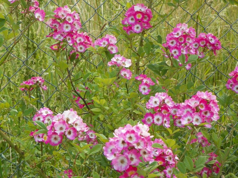 Mozart - Trandafiri 2018 2