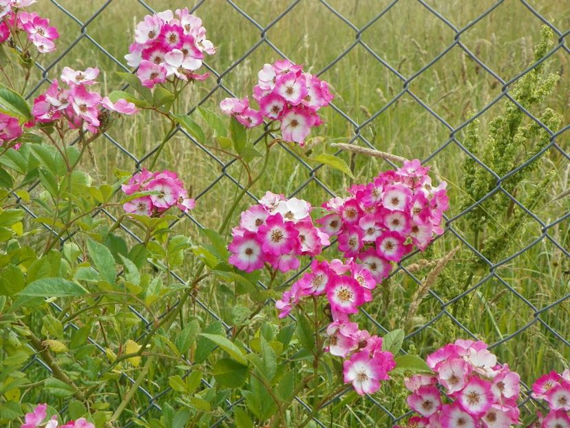 Mozart - Trandafiri 2018 2