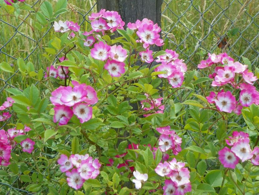 Mozart - Trandafiri 2018 2