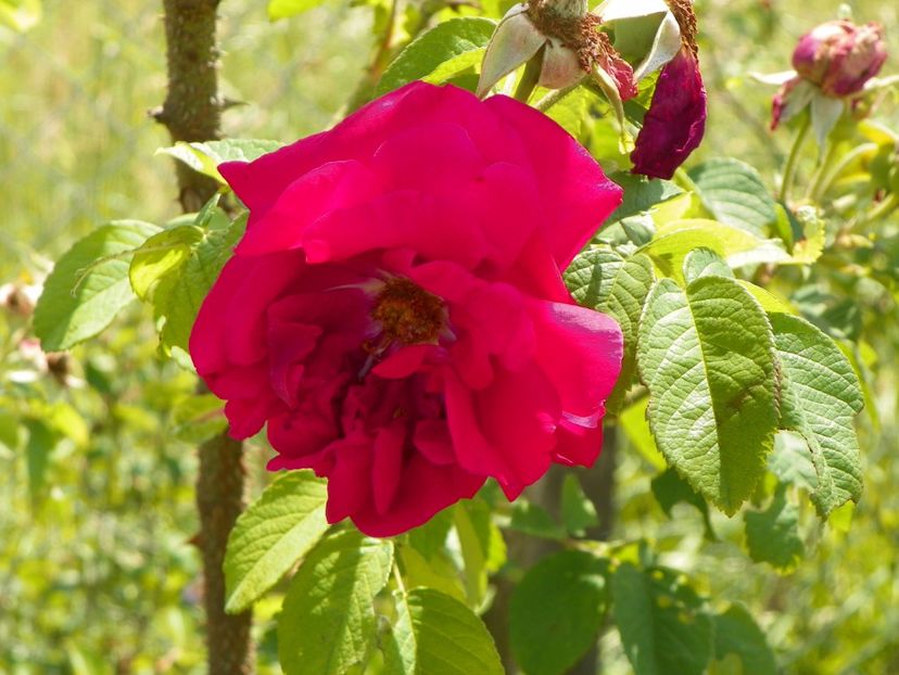 Ruskin - Trandafiri 2018 2