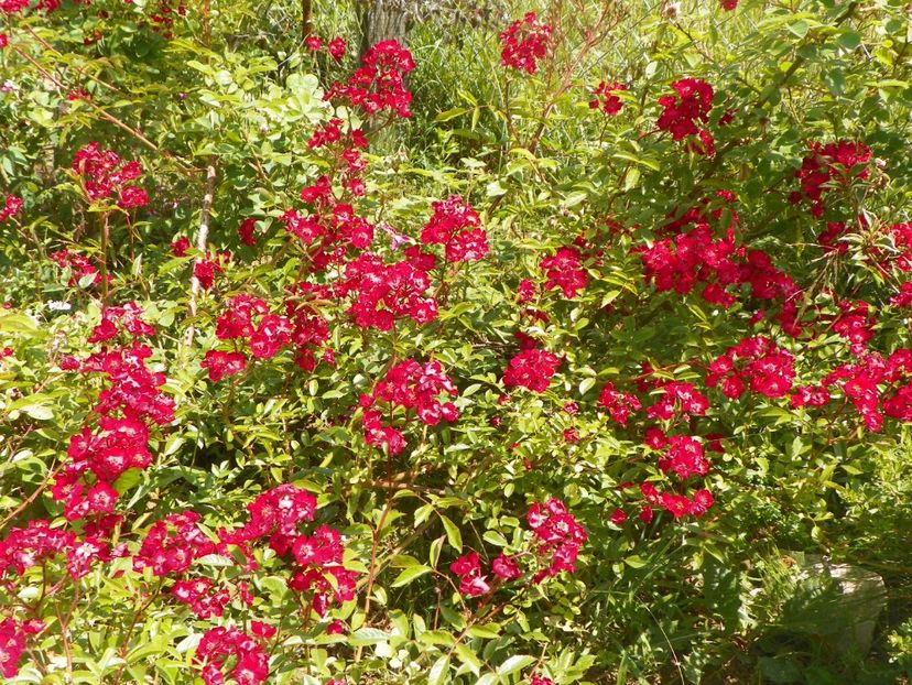 Vif Eclat - Trandafiri 2018 2