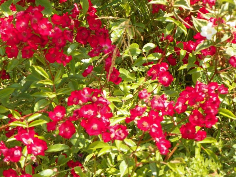 Vif Eclat - Trandafiri 2018 2