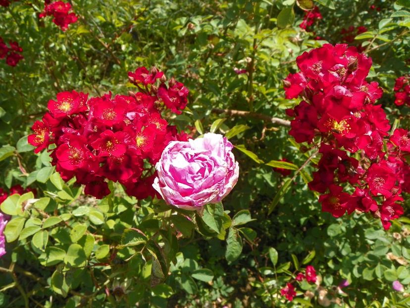 Vif Eclat si Marie Louise - Trandafiri 2018 2