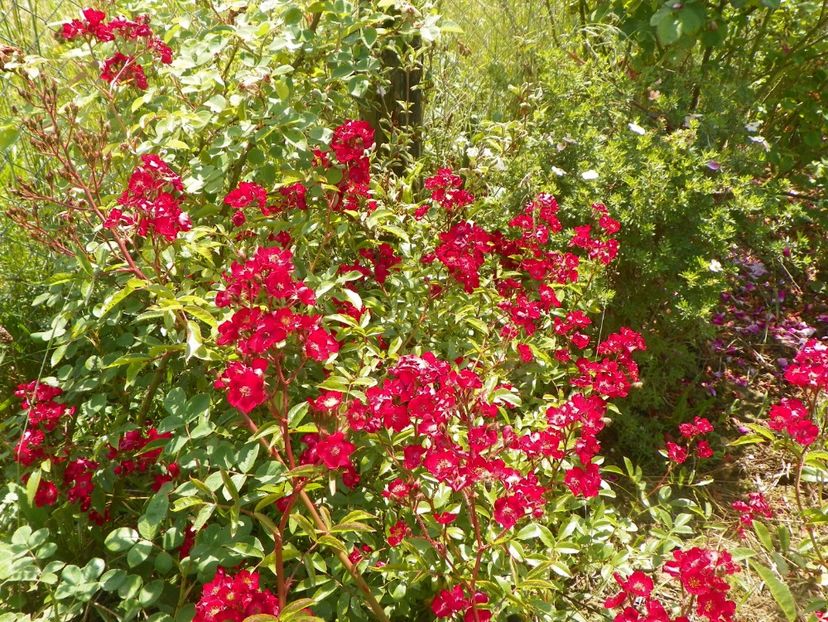 Vif Eclat - Trandafiri 2018 2