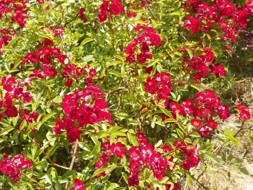 Vif Eclat - Trandafiri 2018 2