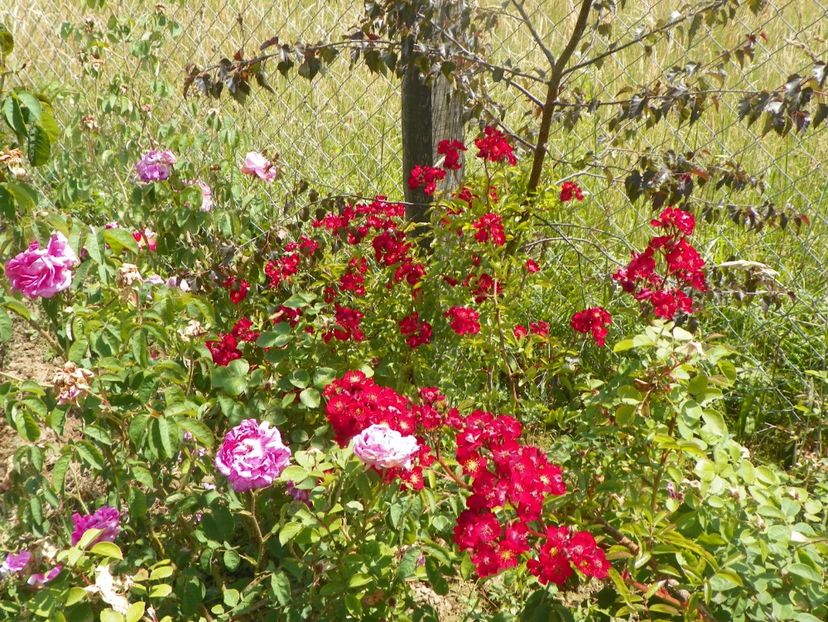 Vif Eclat si Marie Louise - Trandafiri 2018 2