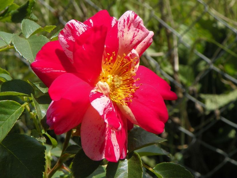 Twist - Trandafiri 2018 2