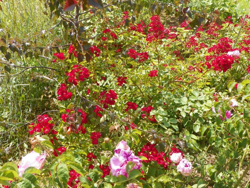 Vif Eclat - Trandafiri 2018 2