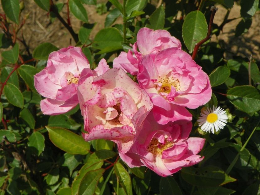 Mvr Nathalie Nypels - Trandafiri 2018 2