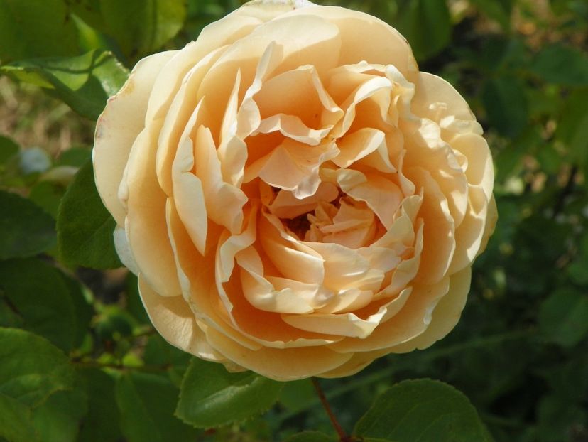 Jayne Austin - Trandafiri 2018 2