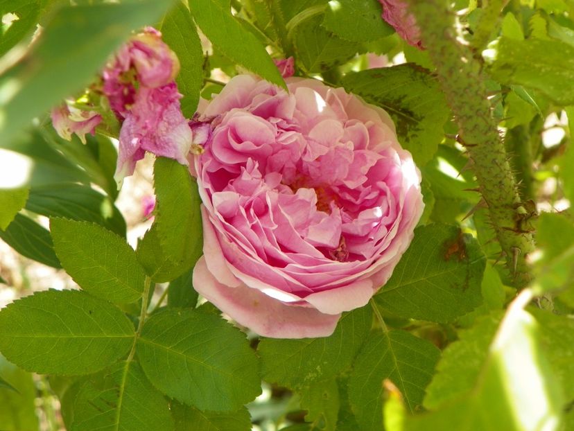 Compte de Chambord - Trandafiri 2018 2