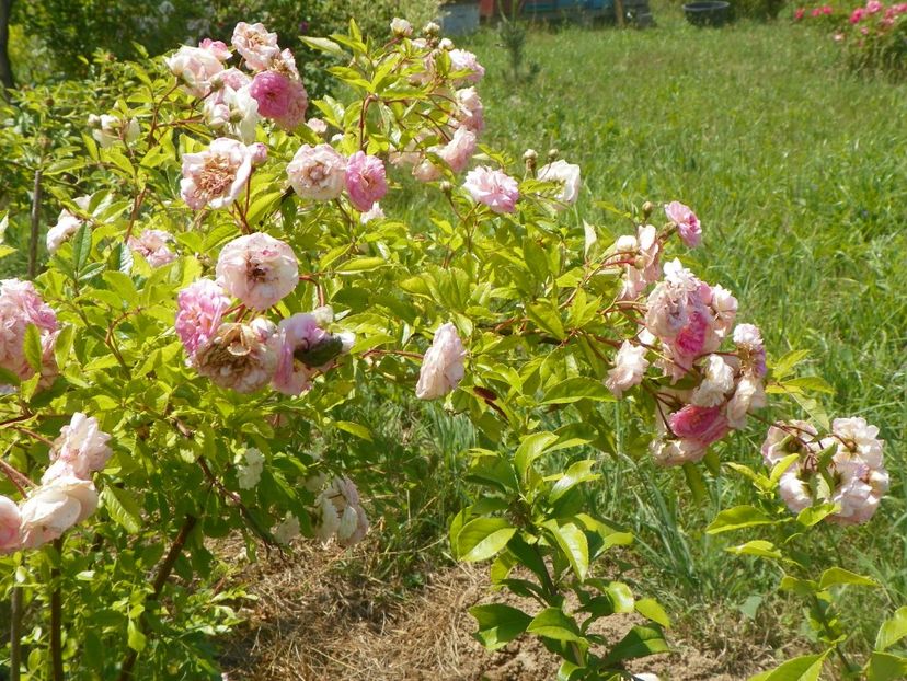 Pink Ghislaine de Feligonde - Trandafiri 2018 2