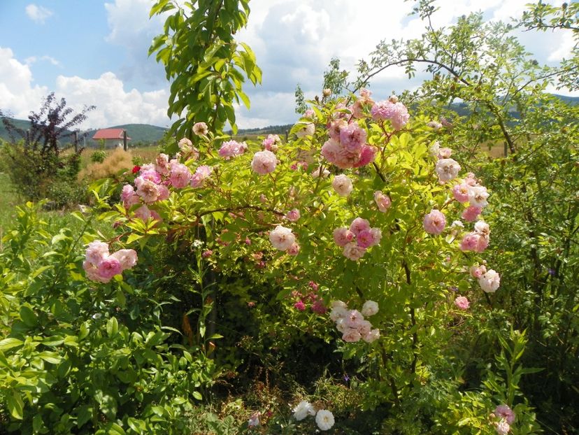 Pink Ghislaine de Feligonde - Trandafiri 2018 2