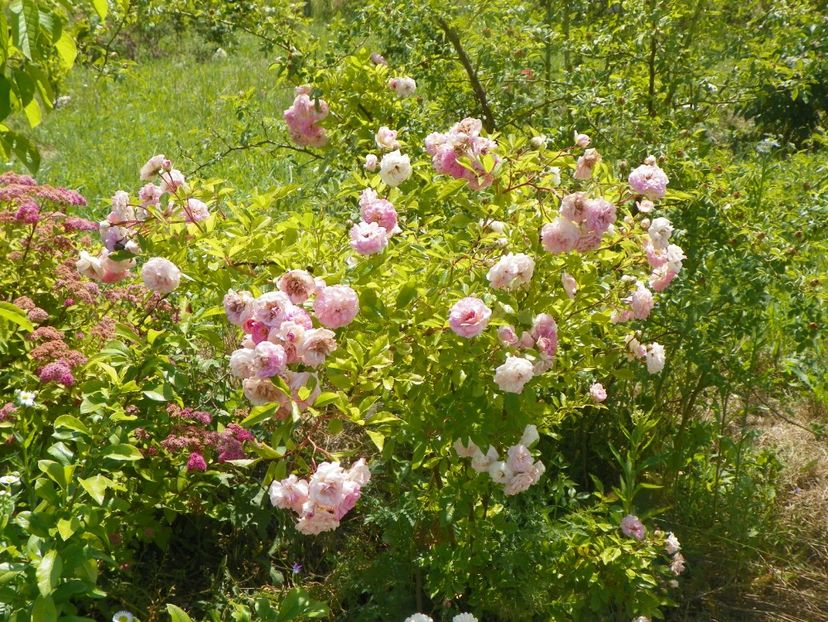 Pink Ghislaine de Feligonde - Trandafiri 2018 2