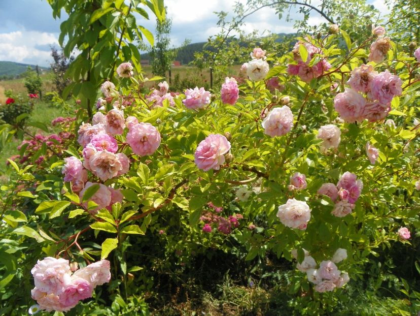 Pink Ghislaine de Feligonde - Trandafiri 2018 2