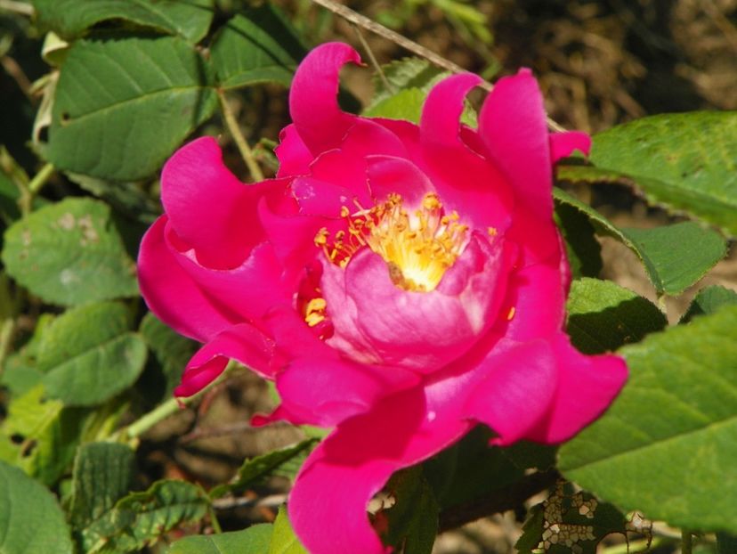 Gallica Officinalis - Trandafiri 2018 2