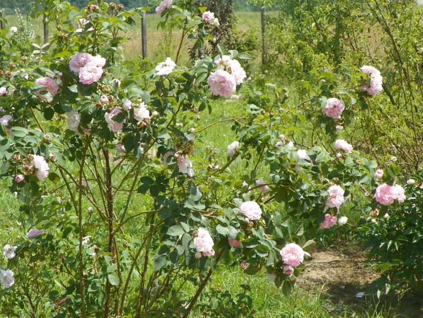 Cuisse de Nymphe - Trandafiri 2018 2