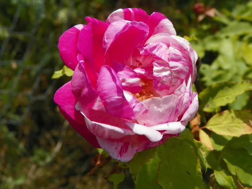 Honorine de Brabant - Trandafiri 2018 2