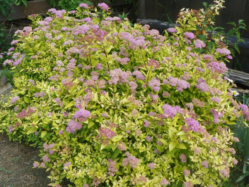 spiraea Gold Mound - Dobarland 2018 2