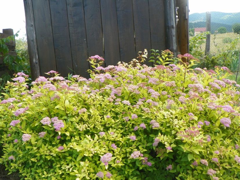 spiraea Gold Mound - Dobarland 2018 2