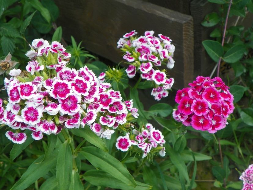 dianthus barbatus - Dobarland 2018 2