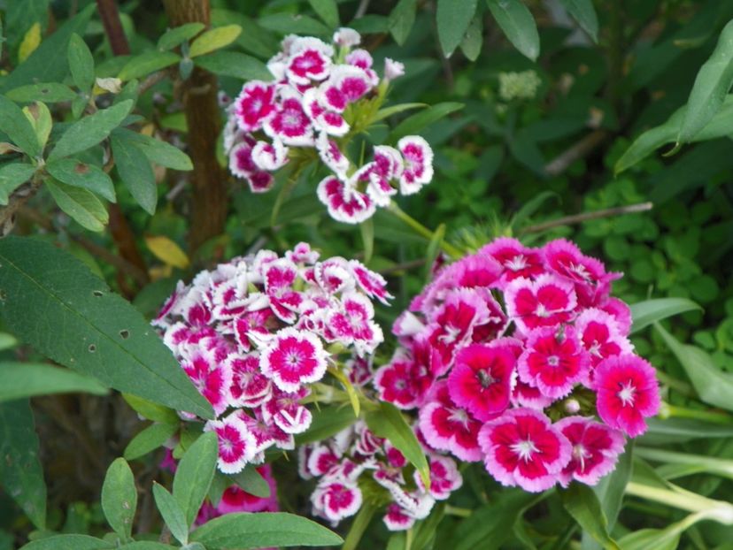 dianthus barbatus - Dobarland 2018 2