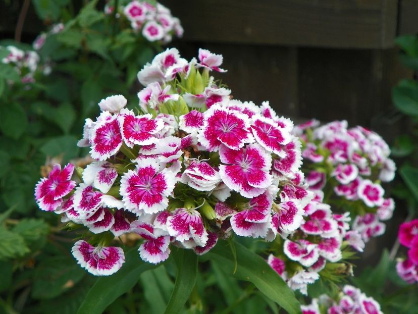 Clematis Summer Snow - Dobarland 2018 2