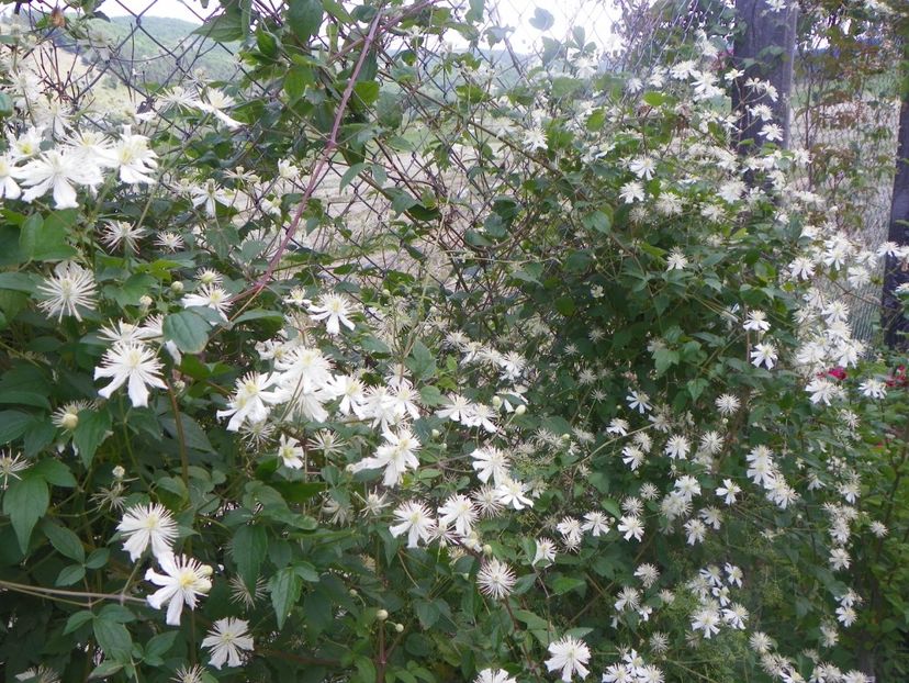 Clematis Summer Snow - Dobarland 2018 2