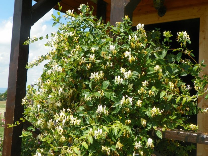 lonicera japonica - Dobarland 2018 2