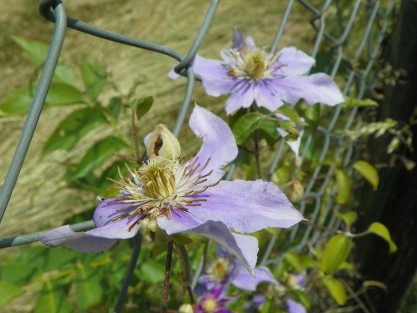 clematis Justa - Dobarland 2018 2