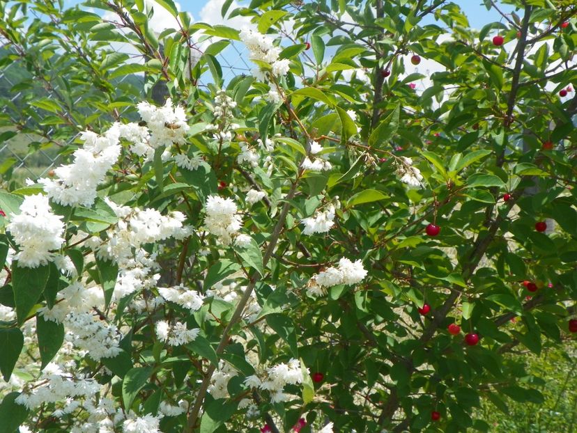 deutzia Codsall Pink - Dobarland 2018 2