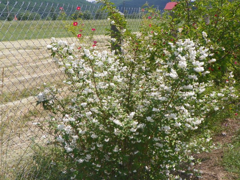 deutzia Codsall Pink - Dobarland 2018 2