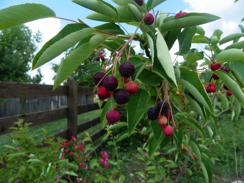 amelanchier lamarckii - Dobarland 2018 2