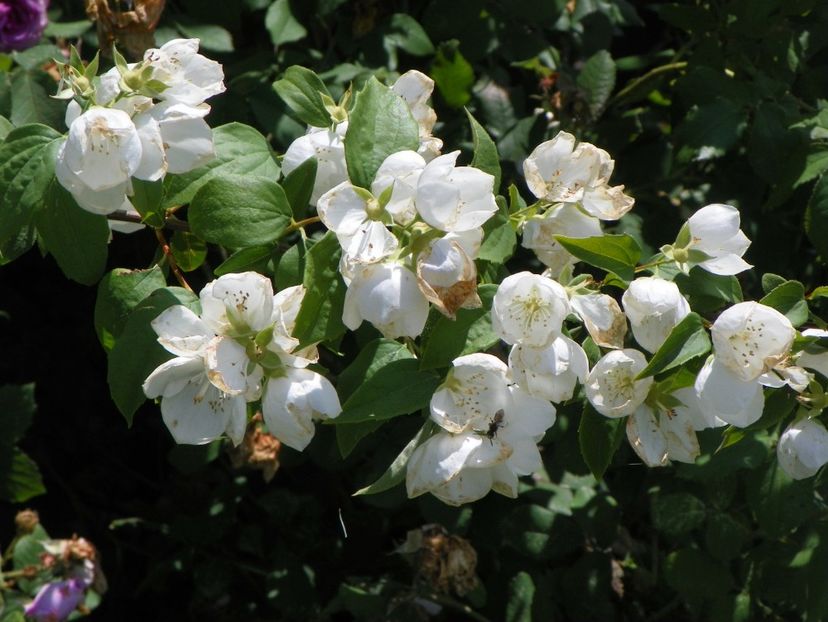 philadelphus Schneesturm - Dobarland 2018 2