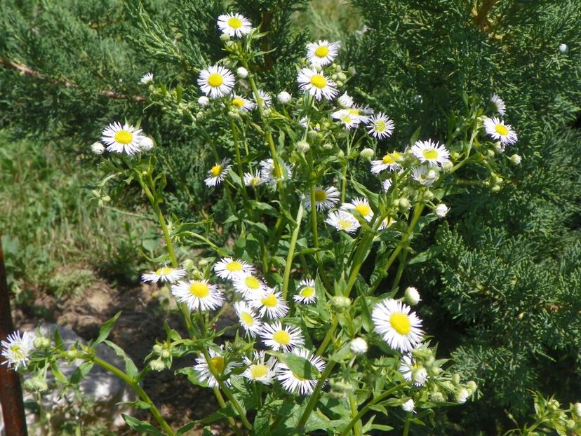 erigeron annuus - Dobarland 2018 2