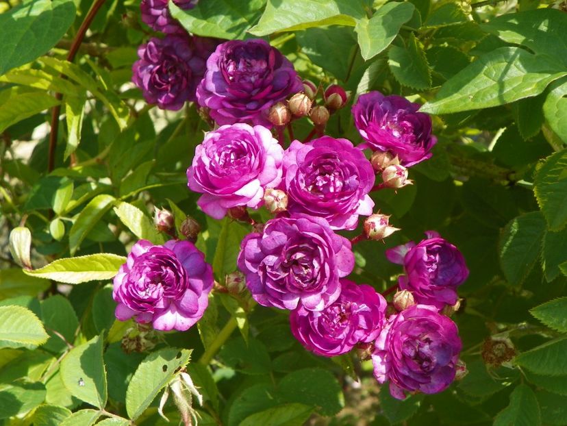 Rose-Marie Viaud - Trandafiri 2018 3