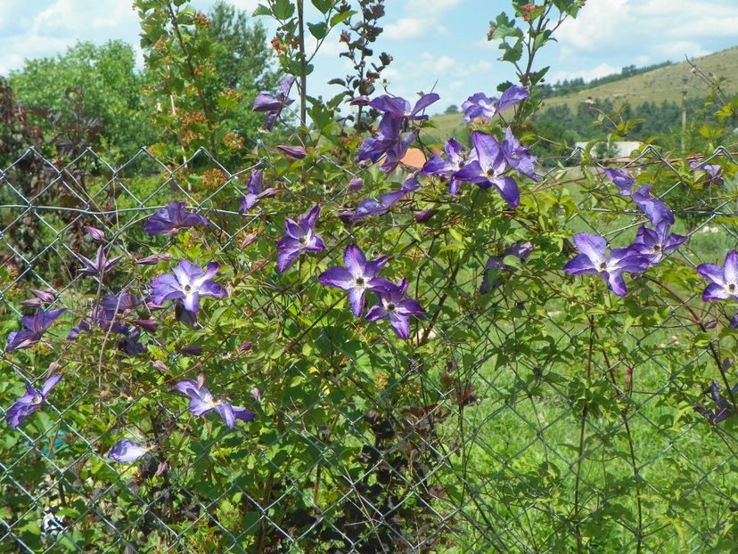 Venosa Violacea - Dobarland 2018 2