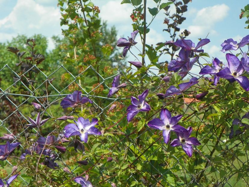Venosa Violacea - Dobarland 2018 2