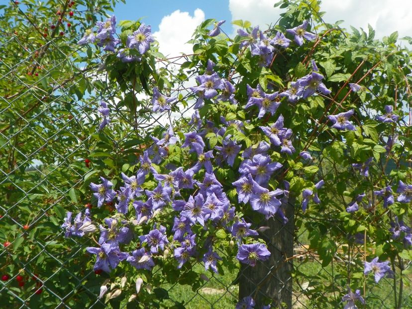 clematis Prince Charles - Dobarland 2018 2