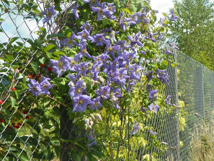 clematis Prince Charles - Dobarland 2018 2
