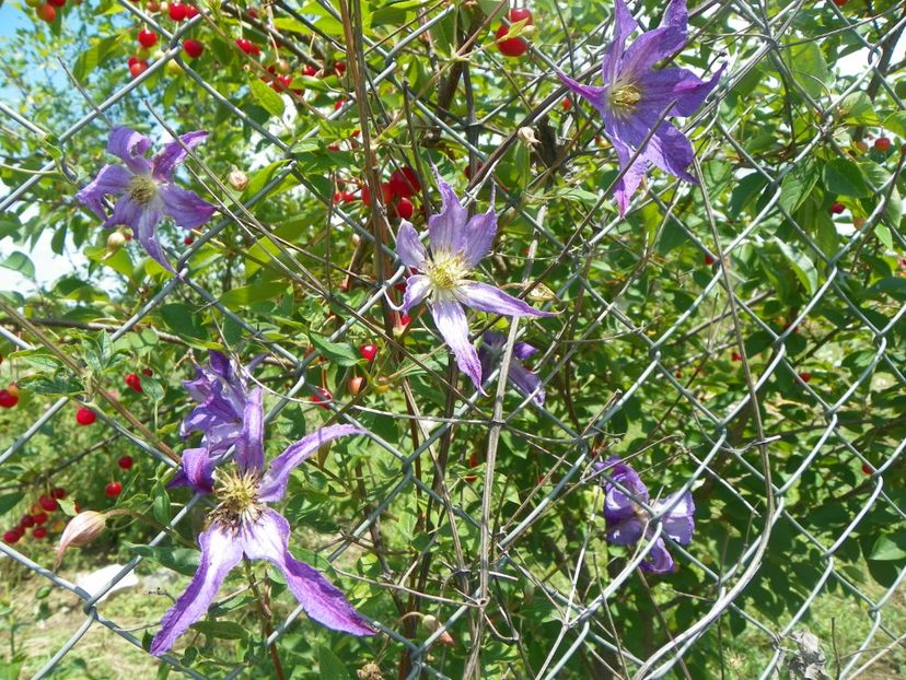 clematis Solina - Dobarland 2018 2