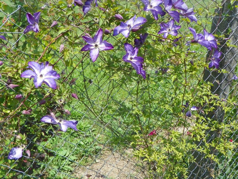 Venosa Violacea - Dobarland 2018 2