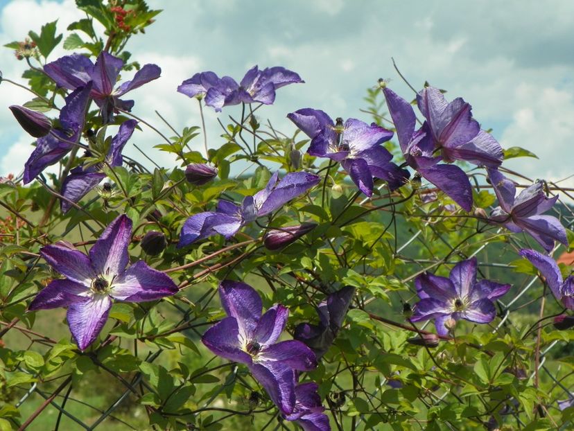 Venosa Violacea - Dobarland 2018 2