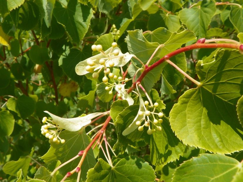 tilia Winter Orange - Dobarland 2018 2