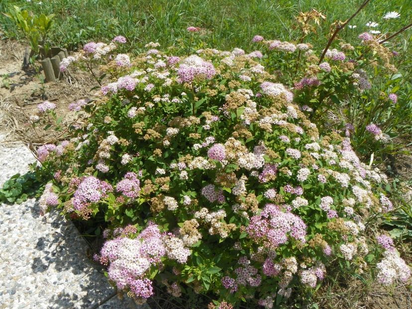 spiraea Little Princess - Dobarland 2018 2