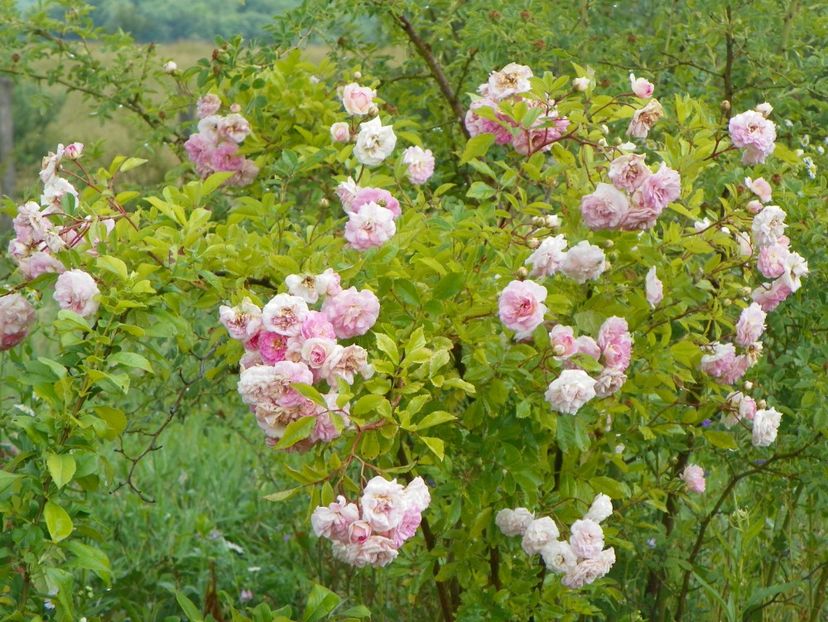 Pink Ghislaine de Feligonde - Trandafiri 2018 3