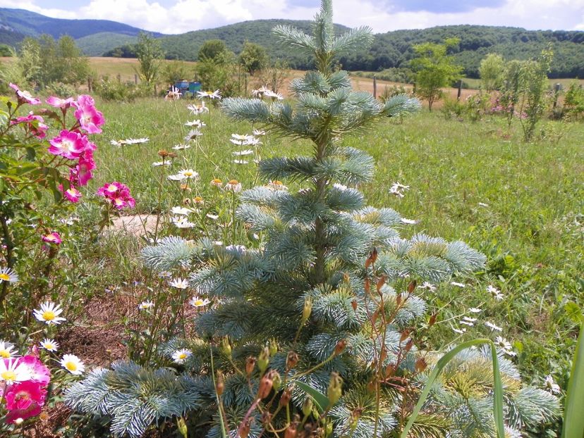 abies lasiocarpa arizonica - Dobarland 2018 2