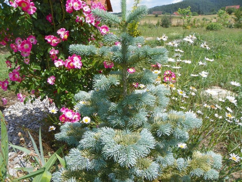 abies lasiocarpa arizonica - Dobarland 2018 2