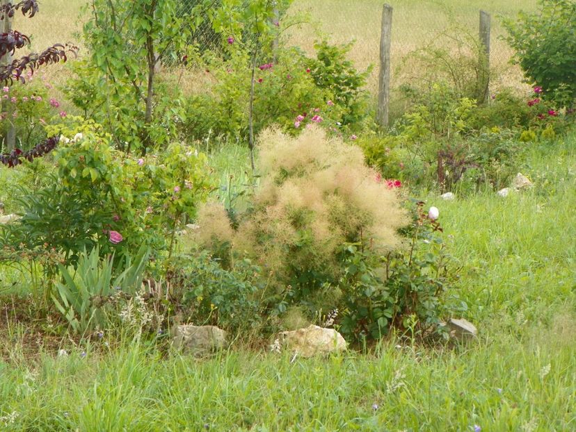 cotinus coggyria Young lady - Dobarland 2018 2